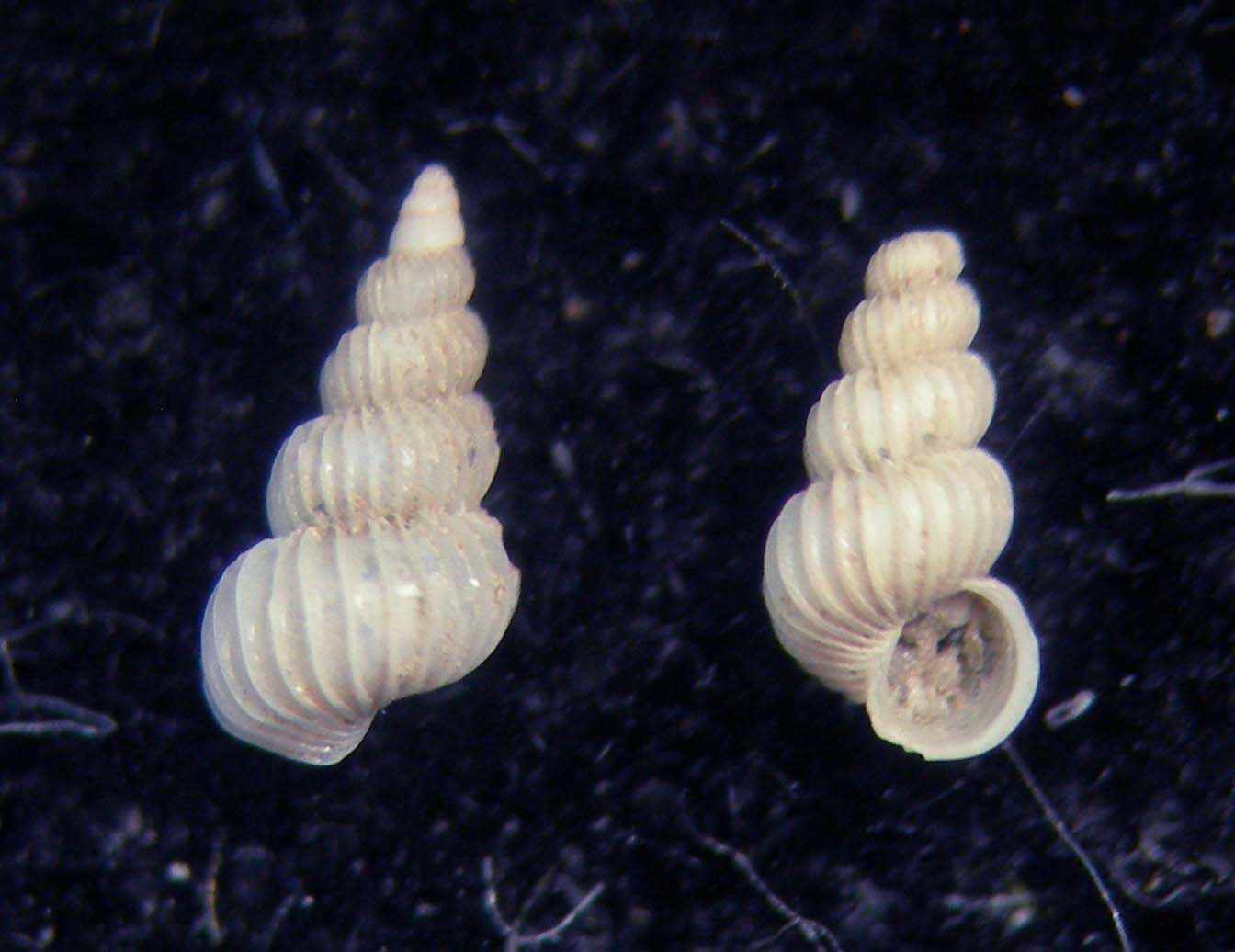 epitonium clathratulum???